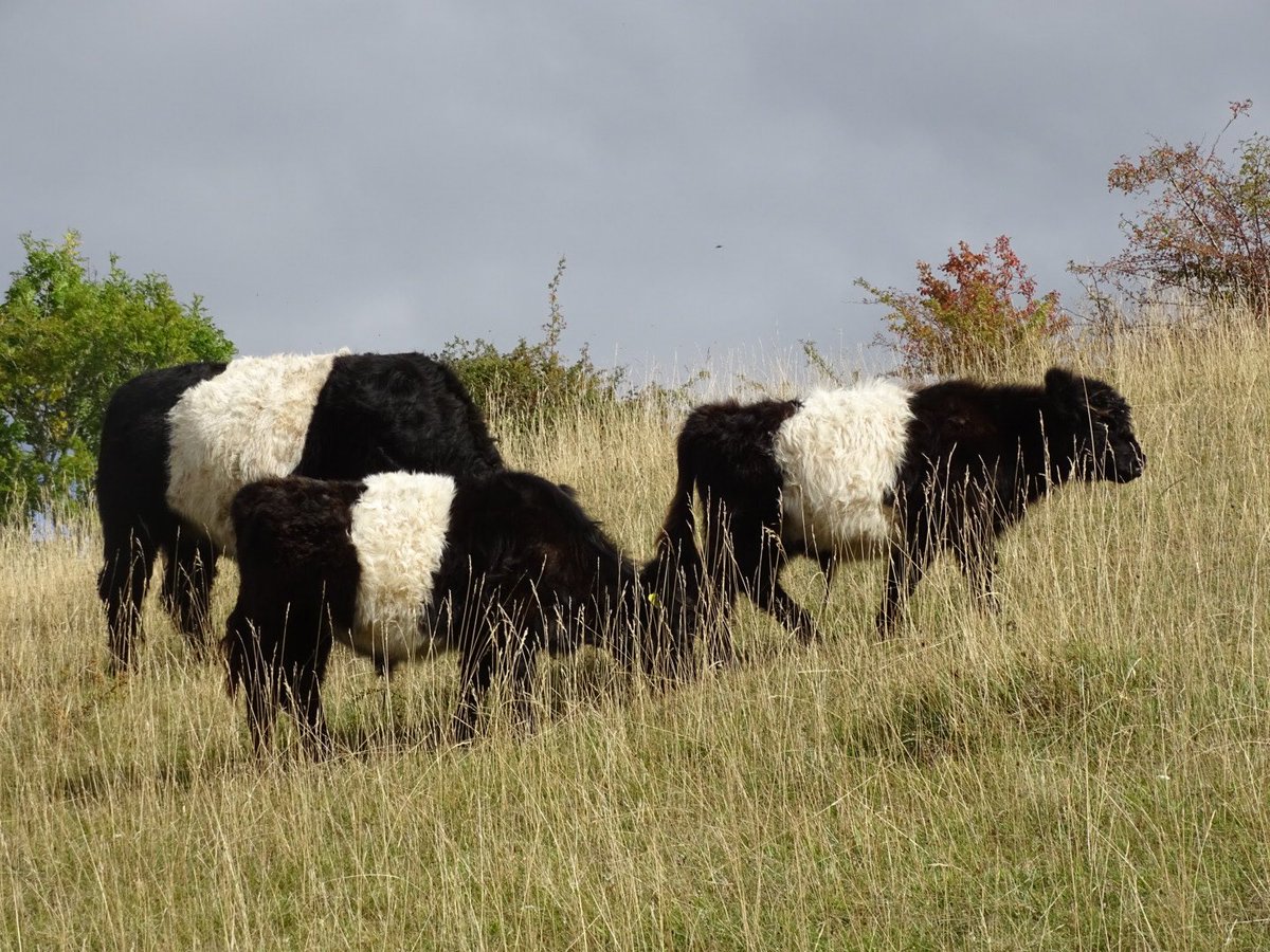 What can beat Belties at work , than Baby Belties , Swifts Hill Gloucestershire , getting  it in tip top condition for the wildflowers in 2023 <a href="/gloswildlife/">@Gloucestershire Wildlife Trust</a>  <a href="/cbelties/">CLONBURREN BELTIES</a>