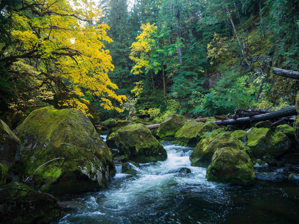 Forest Service NW tweet media