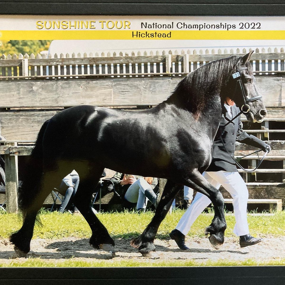 clareok2's tweet photo. Apollo at the Sunshine Tour Veteran Championships at Hickstead 💛🧡
#Friesian #VeteranHorse #SunshineTour #Championship #Hickstead #HorseShow https://t.co/2vBDczEX5L