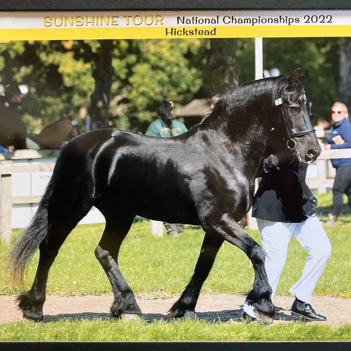 Apollo at the Sunshine Tour Veteran Championships at Hickstead 💛🧡
#Friesian #VeteranHorse #SunshineTour #Championship #Hickstead #HorseShow