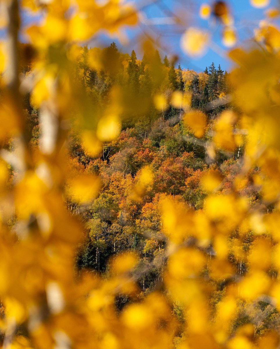 Get outside today &amp; take a ride on the chairlift, hike in the Santa Fe National Forest, check out the Sports Shop sale, take a break &amp; have a bite to eat &amp; a beer on the deck &amp; enjoy live music with the Troy Browne Band, all while surrounded by the beautiful fall colors!