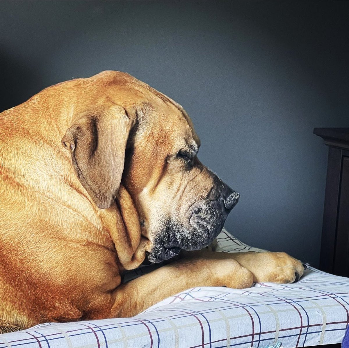 Jaxon sending all the good vibes to the Bills today! 

#GoBills #billsmafia #BuffaloBills #southafricanboerboel