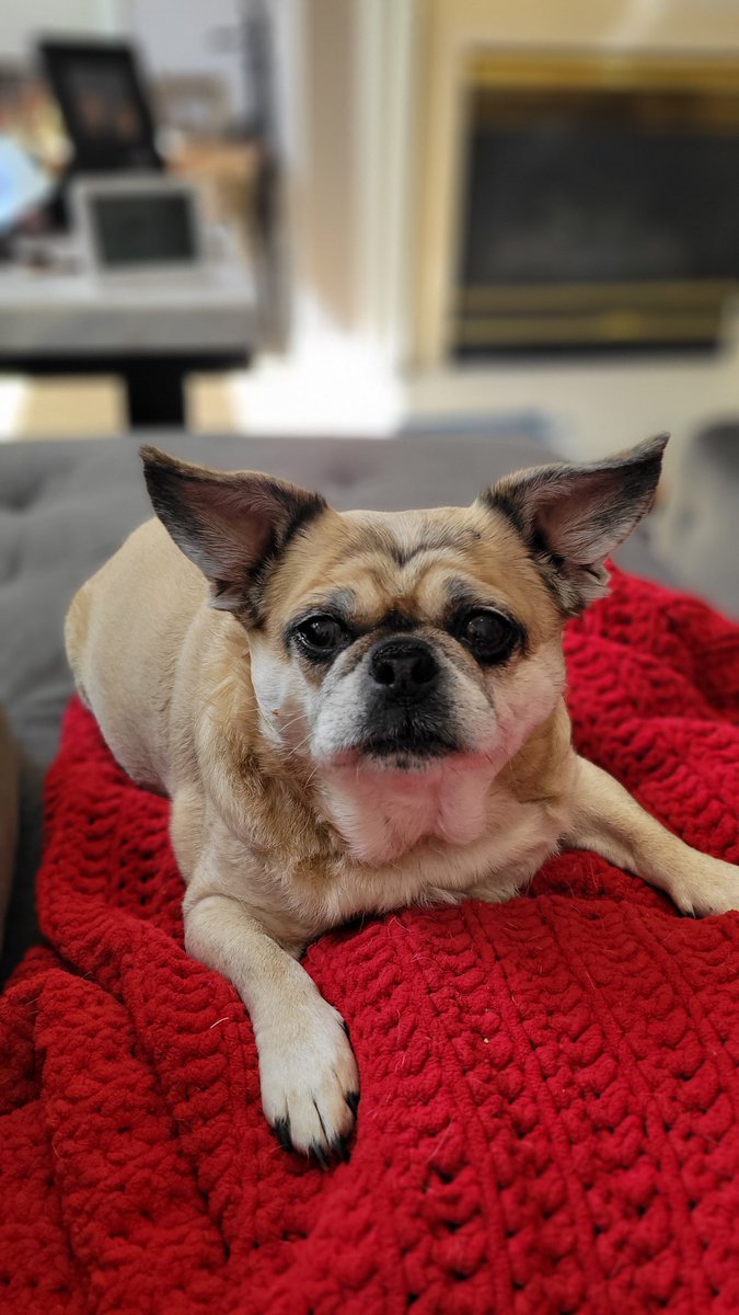 6millionwoman's tweet photo. It's raining. Miles wanted to nope his backyard quick walk entirely. I said to him "give me one" & he peed on the steps
#thisdog
#reasoningwithapug
#Pugsoftwitter
#pugs
#ian https://t.co/uXQ1DqkiGx
