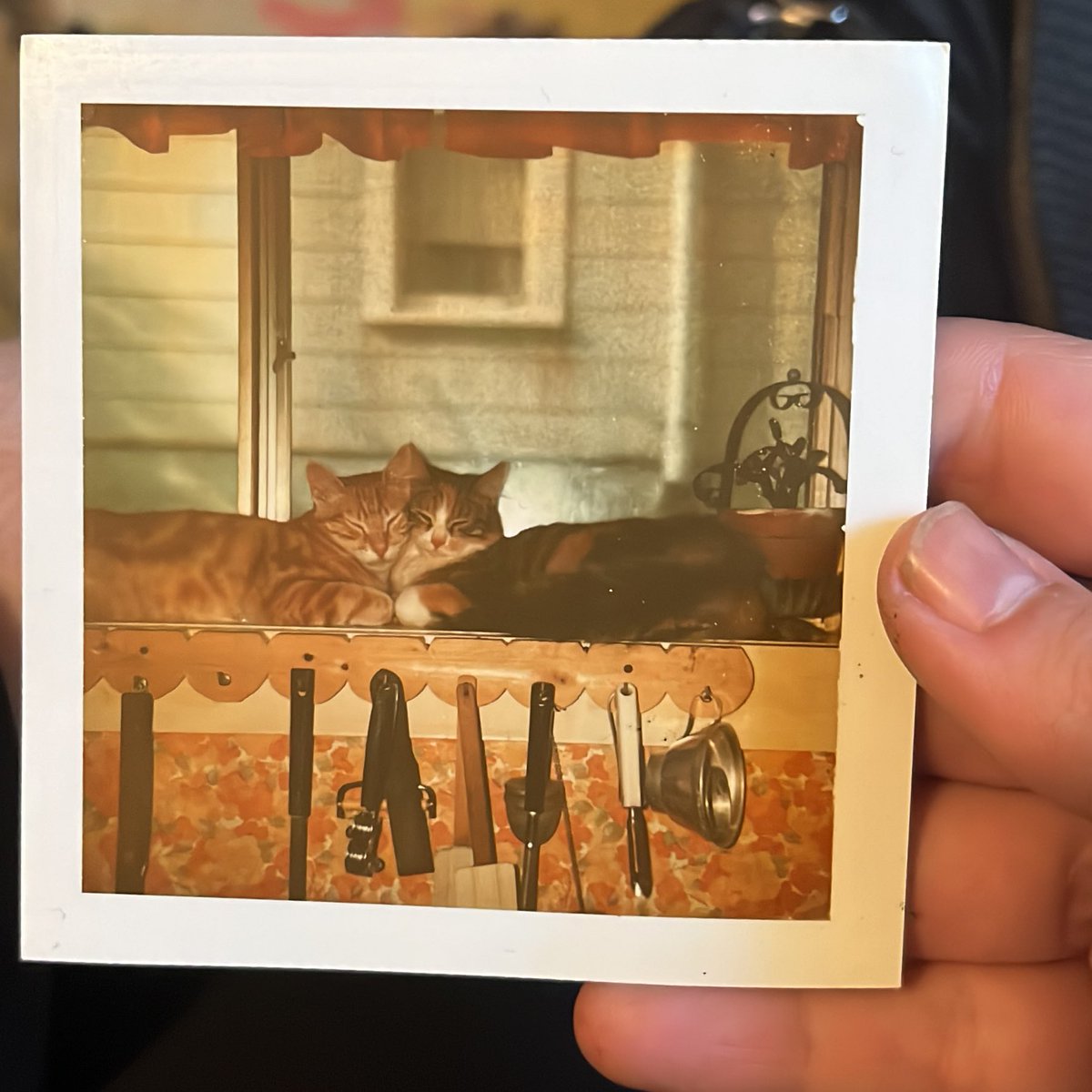 bathofslime's tweet photo. turkey + loretta in 1978 https://t.co/j0VvDkD6m6