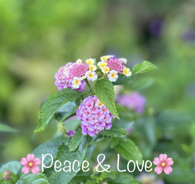 Dugby5's tweet photo. On behalf of my dad, I wanted to let you all know that sadly, he passed away Friday evening peacefully in his home. He seemed to be doing better healthwise and had just been to the gardens the day before. I know he loved all his twitter friends! He was a great Dad! We loved him! https://t.co/OLVfUt832l