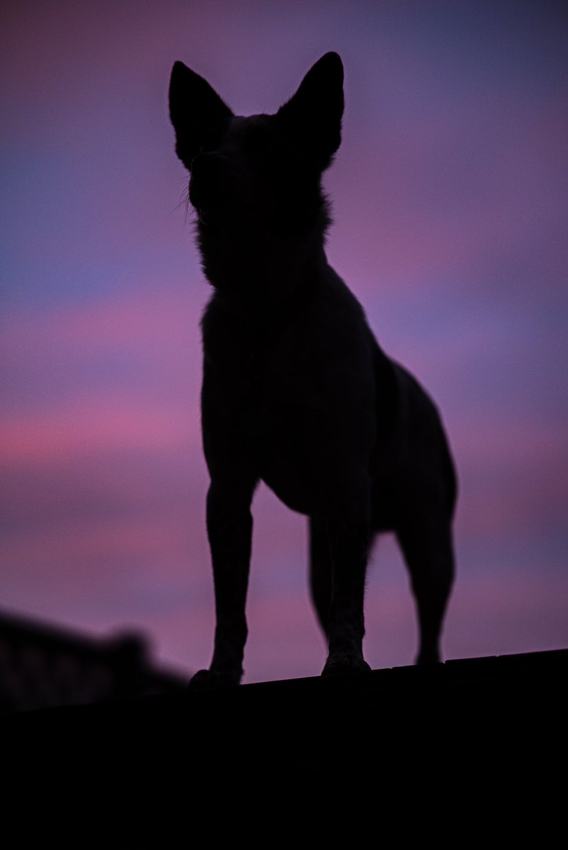 Absolutely gorgeous sunset the other day!