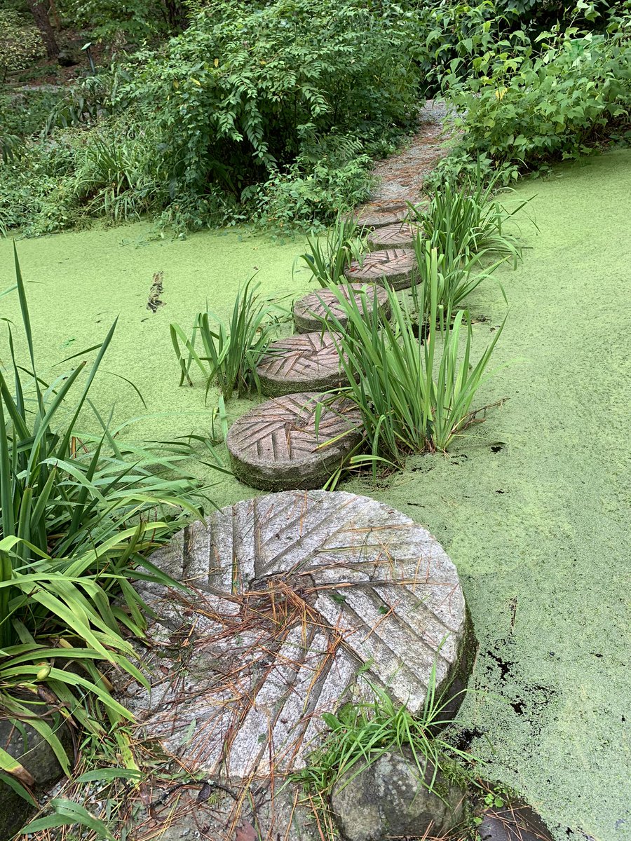 danakwatson's tweet photo. Took a rainy trip to Duke Gardens. https://t.co/t7OpgpCEu8