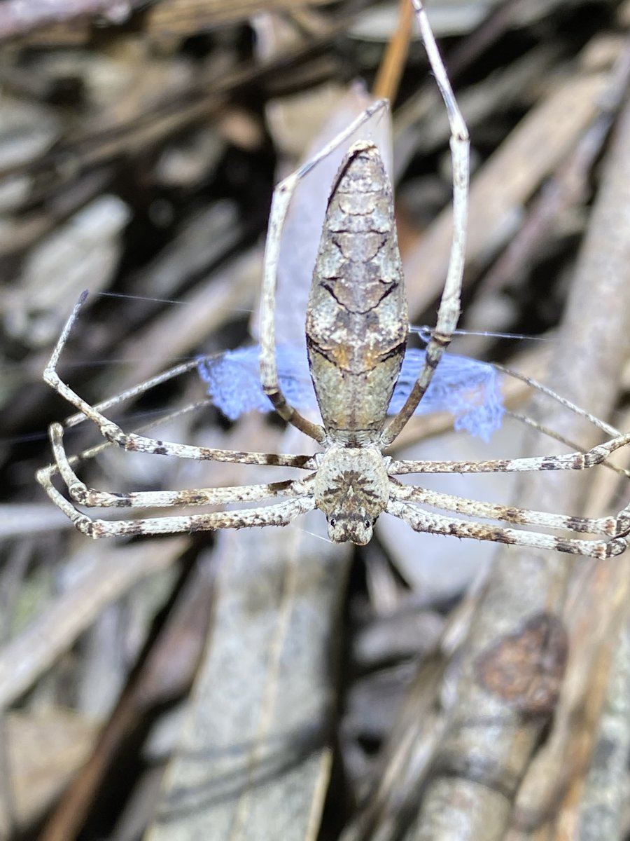 Deinopid_Day's tweet photo. Also, D. subrufa has a lot of color variation. Very pretty. However, there might be more species accidentally lumped into this group - one of the drawbacks of trying to ID bugs via photos without genital morphology or genetics. 

iNat user: gregtasney
https://t.co/Dhh57ryney https://t.co/qNjDAavhQ9