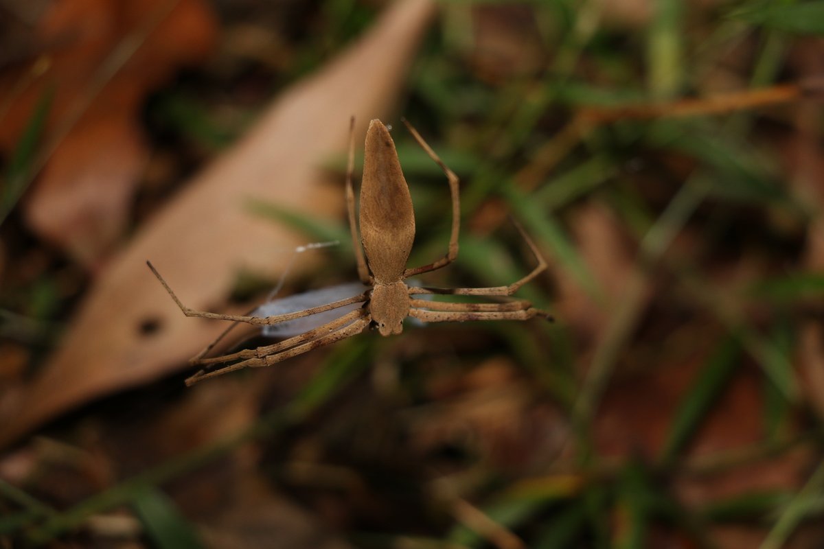 Deinopid_Day's tweet photo. Also, D. subrufa has a lot of color variation. Very pretty. However, there might be more species accidentally lumped into this group - one of the drawbacks of trying to ID bugs via photos without genital morphology or genetics. 

iNat user: gregtasney
https://t.co/Dhh57ryney https://t.co/qNjDAavhQ9