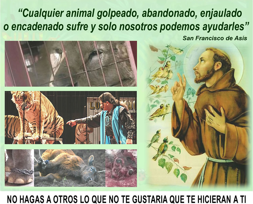 PerroUsuario's tweet photo. Recordemos que ellos también tienen derechos.
Ya basta de tanta crueldad animal. Nosotros somos su voz... No permitas el maltrato animal. #NoAlAbandonoAnimal https://t.co/88WdxqDRT4