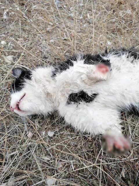 (+18)
Gaziantep'in Karkamiş ilçesinde bir cinci hocanin büyü bozmak için müsterilerinden kedi patisi istemesi üzerine ilçede 10’un üzerinde kedi patileri kesik halde bulunmuş.

Ülke cehaletin kör karanlığına iyice saplandı. Emeği geçenler bunu bilinçli yaptılar. Kına yaksınlar…