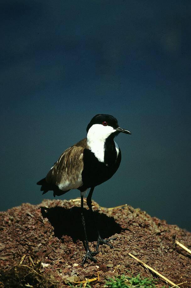 Exoticethiopian's tweet photo. Lapwing plover
Location: Lake Hawassa
#BirdsSeenIn2022 #Birdwatchingadventures #BirdsofEthiopia #VisitEthiopia https://t.co/qjeQMEi7yG
