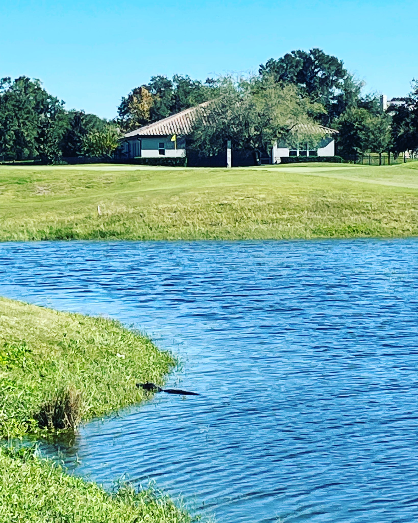 John Brown FOX 35 On Twitter Just A Reminder Wildlife Is Everywhere john-brown-fox-35-on-twitter-just-a-reminder-wildlife-is-everywhere