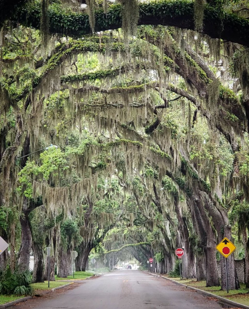 Route1V's tweet photo. Share your best road trip tales from one of the oldest routes, on US Route 1. Visit https://t.co/QWJqoHQaLB to explore, educate or associate within our community!
📸 Norah Raj-Sharma
#usroute1 #route1views #routeone #route1love #rt1 #florida #naturecaptures #lovefl https://t.co/GNAmjgMhs2