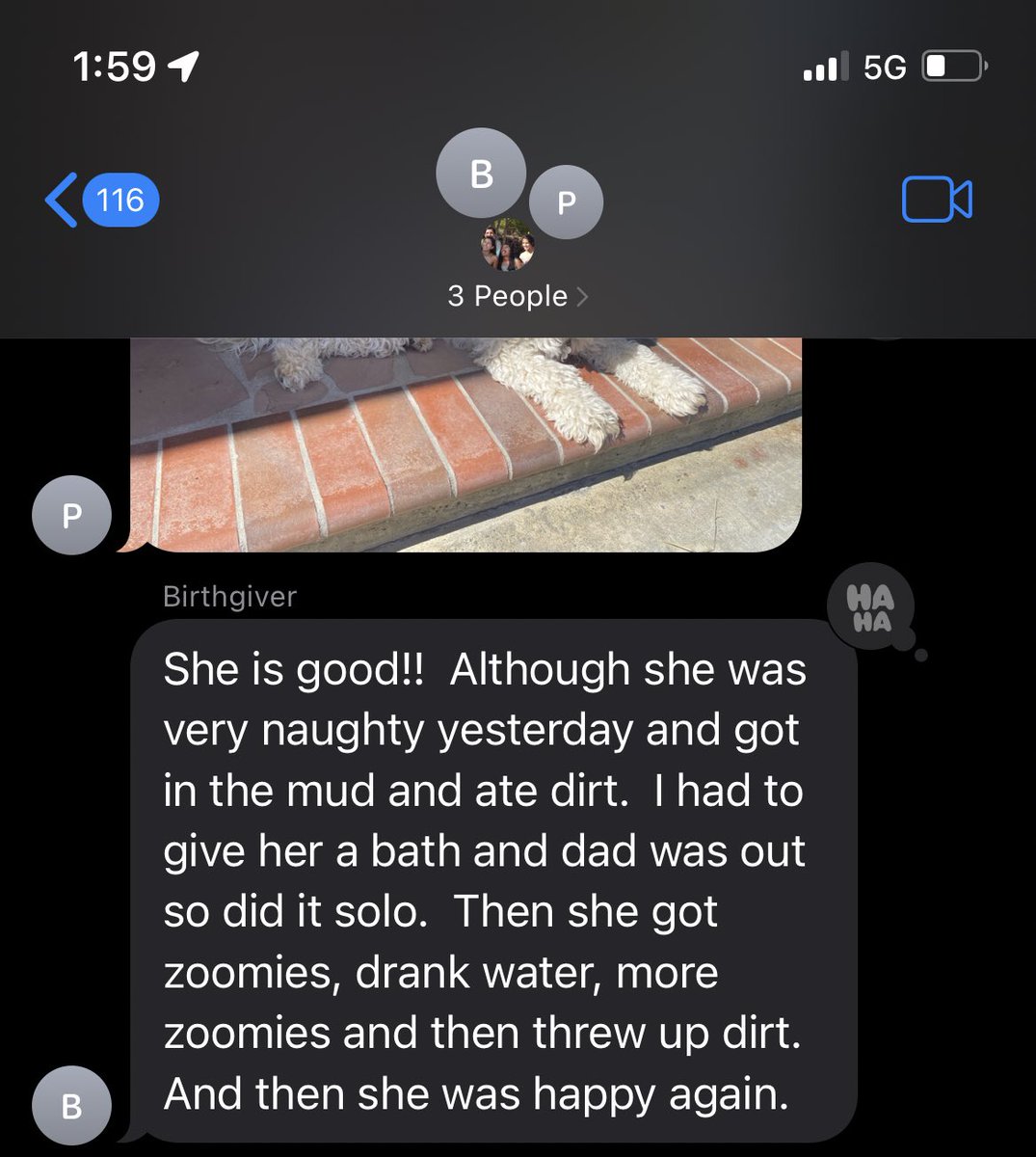 viragedesi's tweet photo. My dog is at my parents’ place for the weekend and I asked them how she was doing and this is what my mom said: https://t.co/HGUrSsIAAn