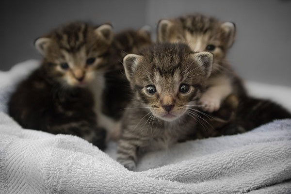 BengalsMeggy's tweet photo. Kittens #IsHowToPleaseAWoman https://t.co/5HRRGrrHQl