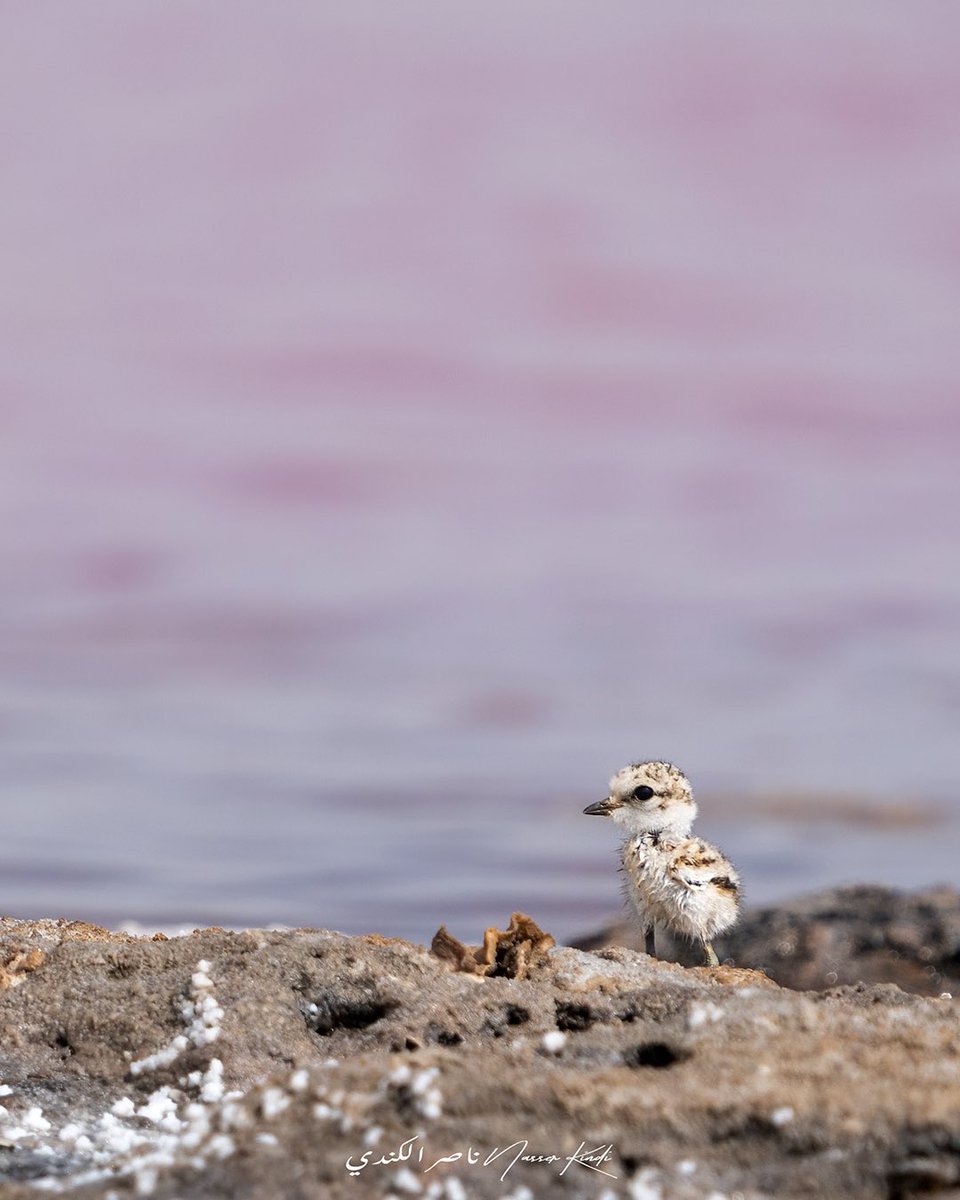NasserAlKindi's tweet photo. A beautiful work of art is one that eliminates the unnecessary.
A young plover by a salt pool.
#birdsofoman
#nasserkindi https://t.co/m1P7ruZnPe