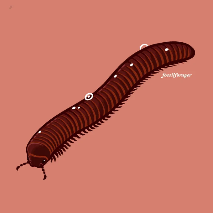 #Invertober2022 Day 2 - Giant African Millipede  
