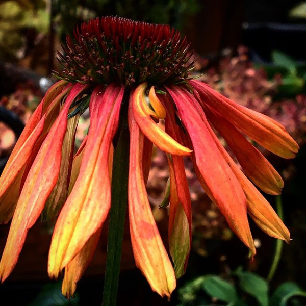 My beautiful coneflowers around the front porch are beginning their fade into Fall. I've really enjoyed them this time #Flowers #FallisComing #dead #seed   h618