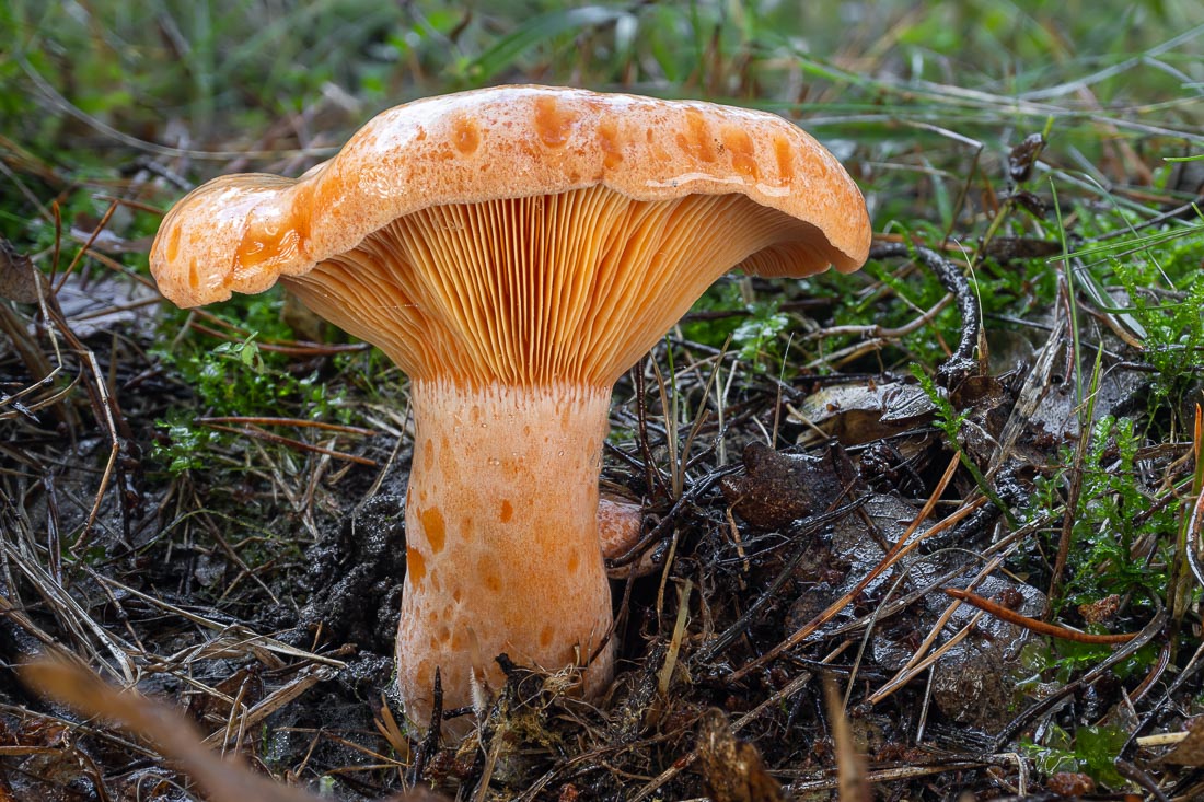 LukesMushrooms's tweet photo. There is something special about saffron milkcaps 🧡
🌍 Lactarius deliciosus
🇬🇧 Saffron milkcap
🇩🇪 Echte Reizker
🇨🇿 Ryzec pravý
🇸🇰 Rýdzik pravý
#milkcap #orangecolor #mushroomphotography https://t.co/P3tKyWJwC7