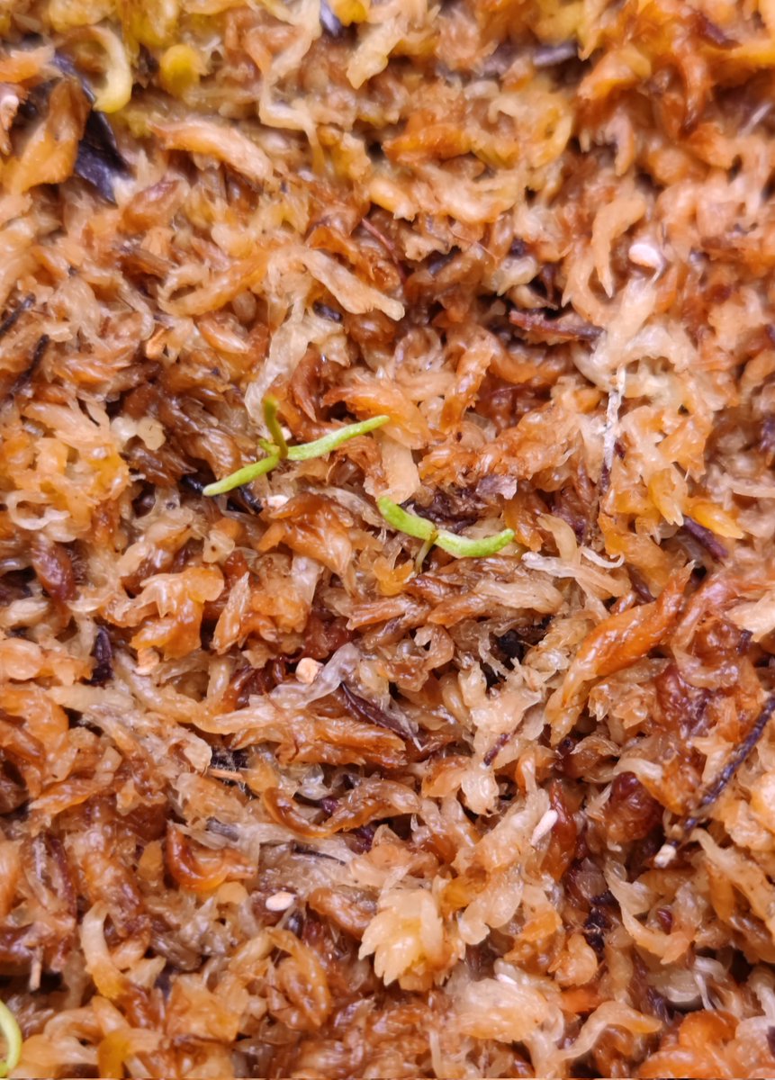 zczza2's tweet image. 新的个体貌似已经发现了😋
斑纹天鹅这次母本没能成功授粉很可惜，但做为父本与其他杂交出来的种子成功发芽了，而且貌似也能遗传到斑纹的特征(比较小的那株).....虽然照片看起来并不清楚😂