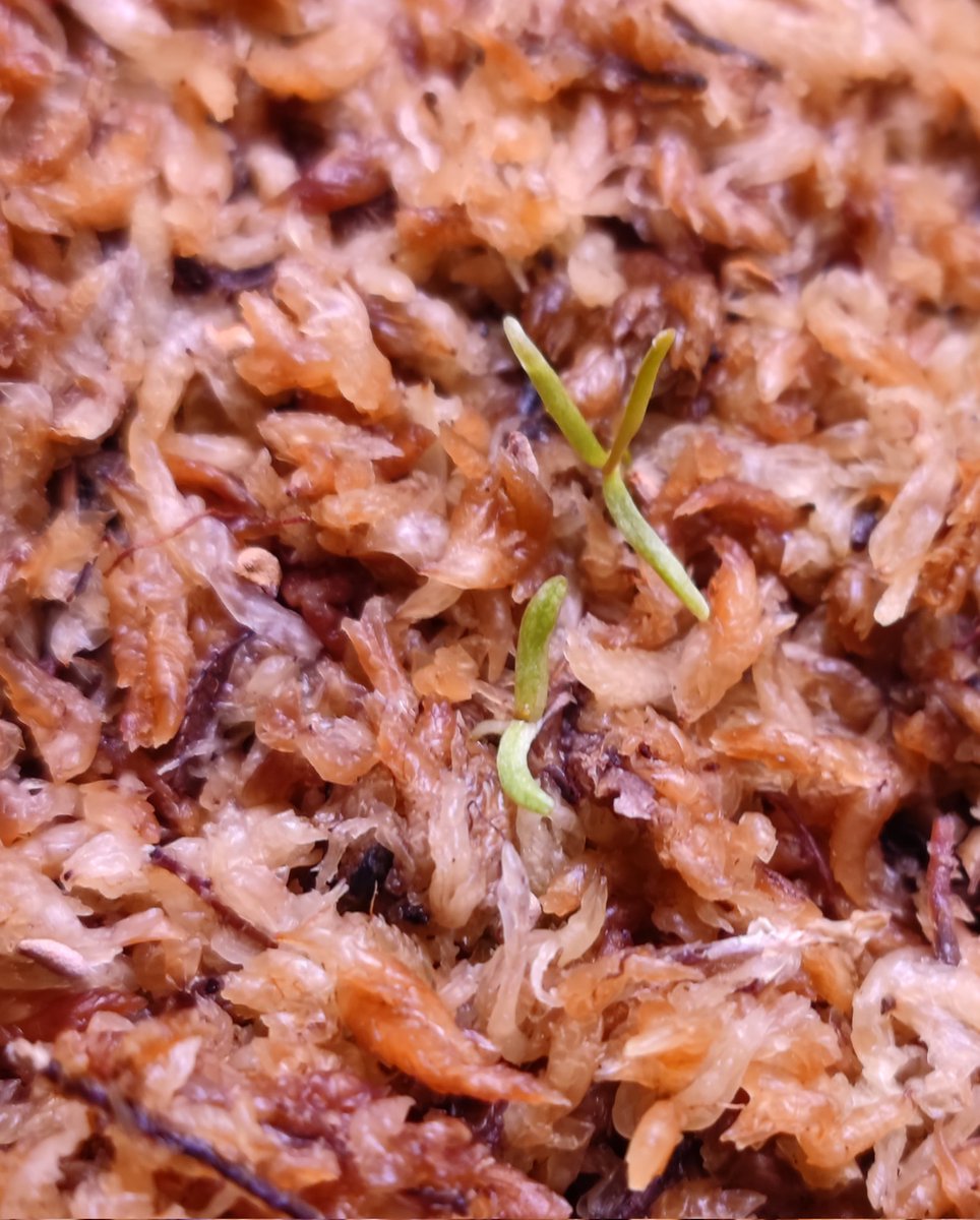 zczza2's tweet image. 新的个体貌似已经发现了😋
斑纹天鹅这次母本没能成功授粉很可惜，但做为父本与其他杂交出来的种子成功发芽了，而且貌似也能遗传到斑纹的特征(比较小的那株).....虽然照片看起来并不清楚😂