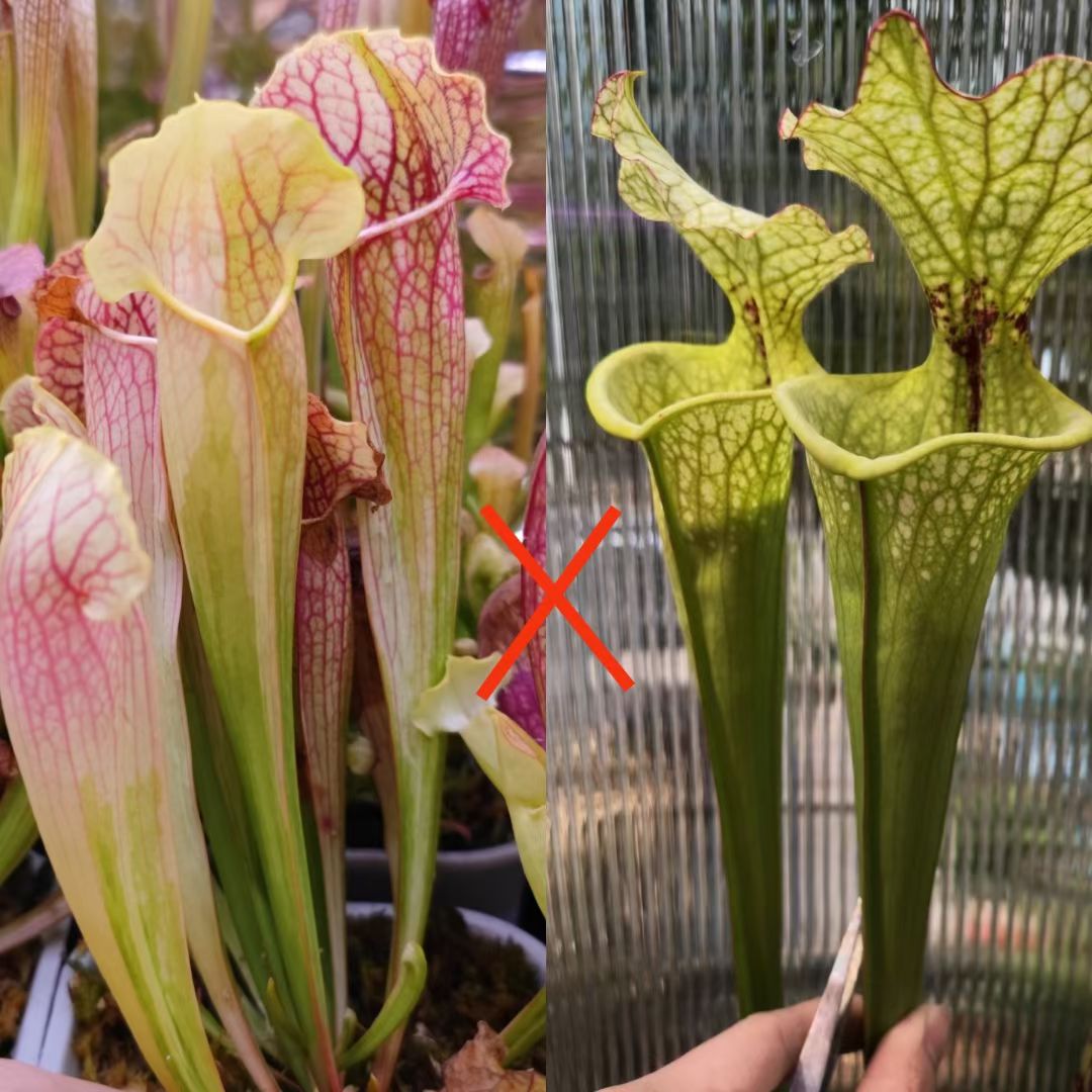 zczza2's tweet image. 新的个体貌似已经发现了😋
斑纹天鹅这次母本没能成功授粉很可惜，但做为父本与其他杂交出来的种子成功发芽了，而且貌似也能遗传到斑纹的特征(比较小的那株).....虽然照片看起来并不清楚😂