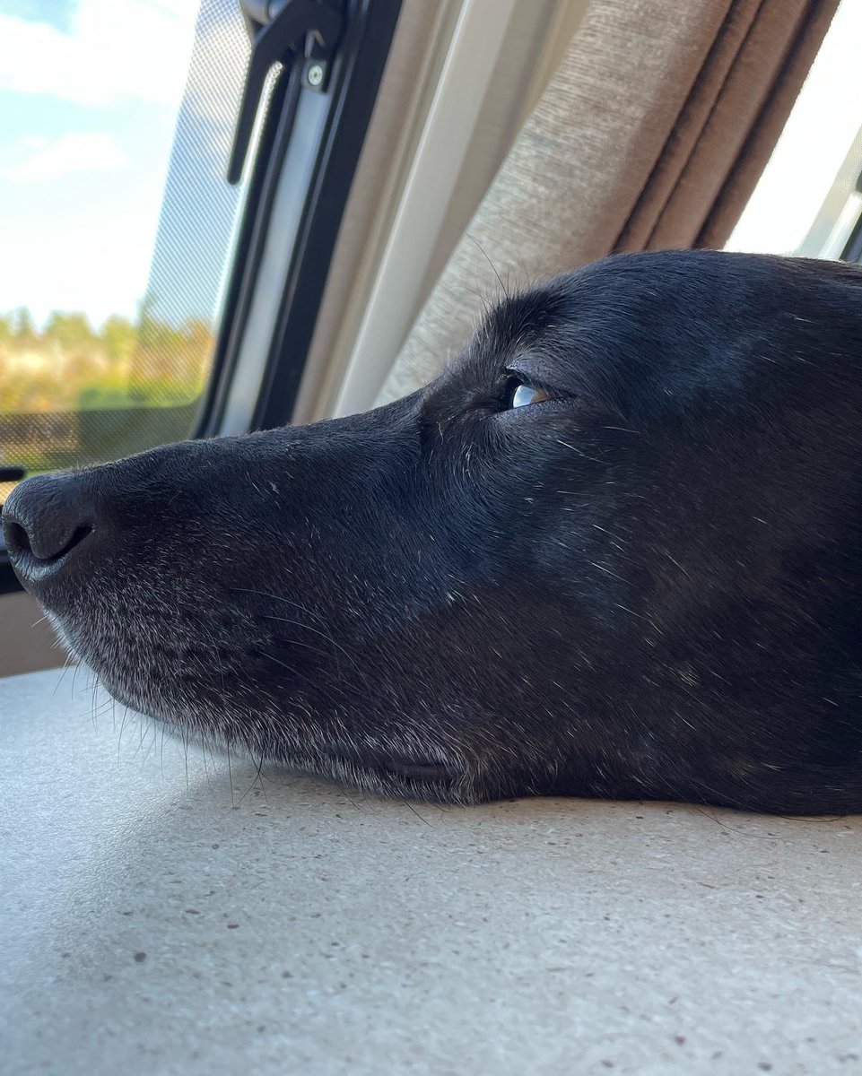 TravelWTK's tweet photo. Pups in holiday mode, nice long walk earlier, and both ready for a snooze 💤 #touring #caravan #travel #holidays #touringcaravans #touringwiththepups #sunshine #followus #enjoy https://t.co/XpW87v16DG