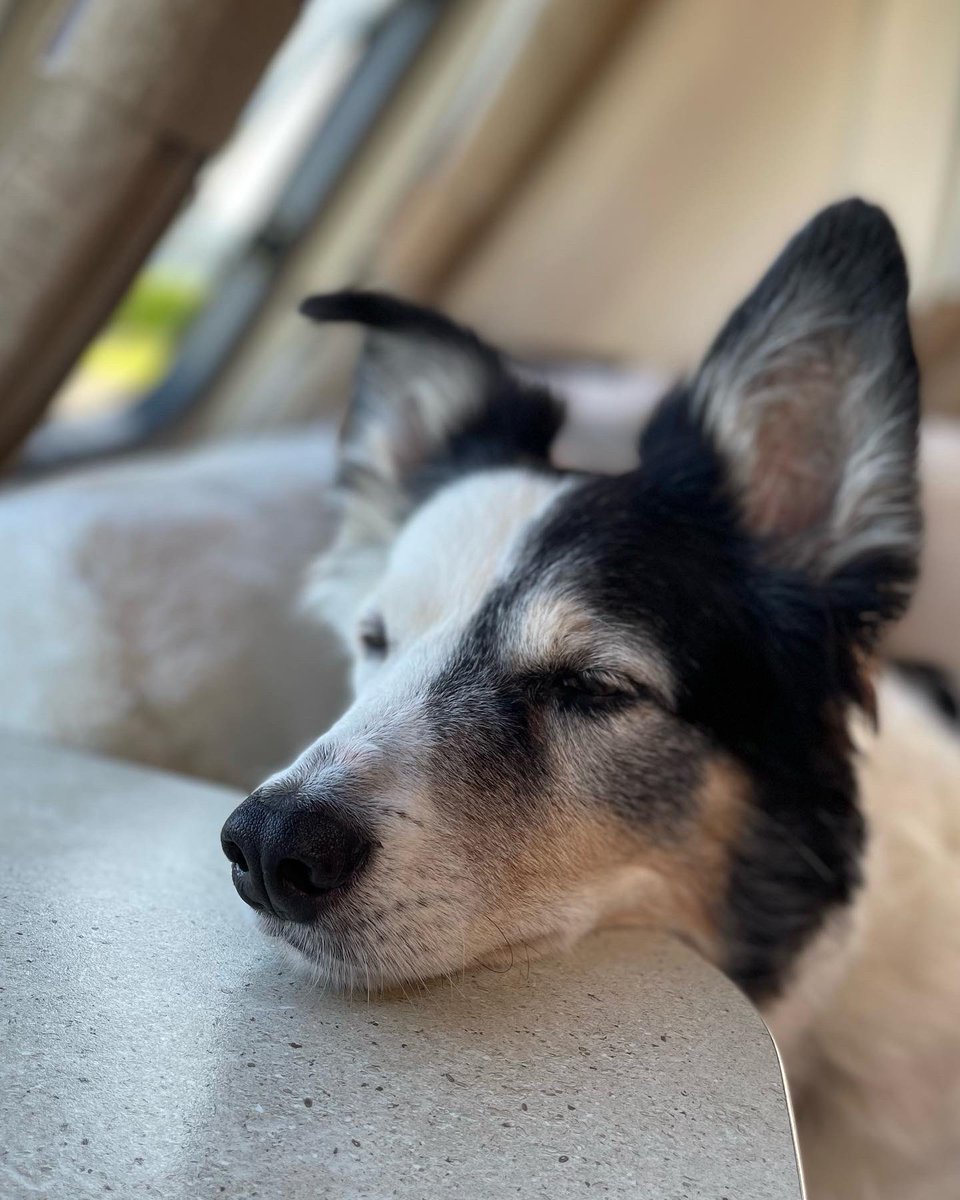 TravelWTK's tweet photo. Pups in holiday mode, nice long walk earlier, and both ready for a snooze 💤 #touring #caravan #travel #holidays #touringcaravans #touringwiththepups #sunshine #followus #enjoy https://t.co/XpW87v16DG