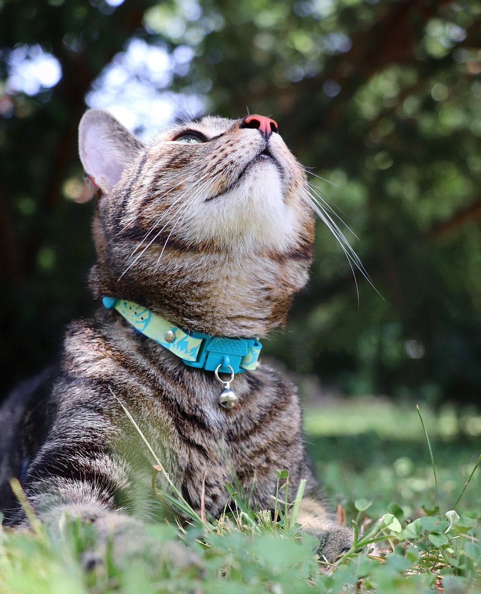 kittyramaltd's tweet photo. Two possibilities: One, there's something incredibly interesting up there in the trees. 🕊️ Two, @EverydayCatLiam is just showing off his lovely Kittyrama Jungle Cat Collar. 😻🌿💚
.
What do you think is the truth? 😺🌟
#kittyrama #neonbotanicals #catproduct #cats #cat #travelcat https://t.co/3qzHHPULoN
