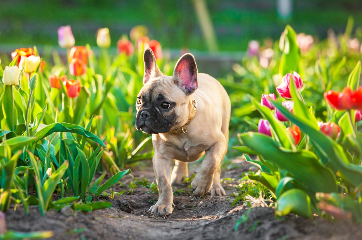 Do you own a Bulldog, French Bulldog or Pug?  On Tuesday 11 October in Stoneleigh we’re looking for volunteers who can bring their dog(s)to take part in a FREE Respiratory Function Grading Scheme test. Sign up at health@thekennelclub.org.uk.