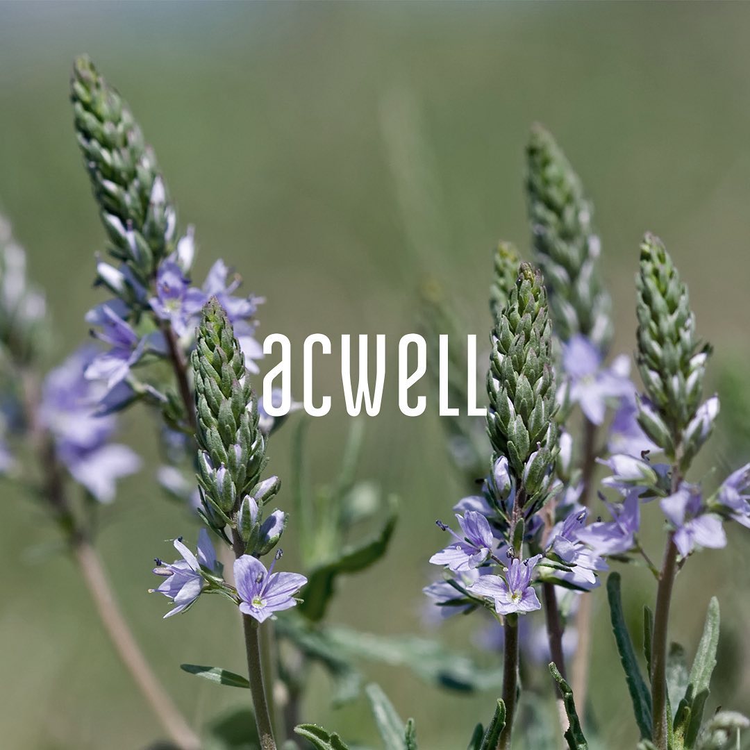 Вероника лекарственная Veronica officinalis