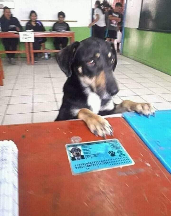WILIENTON's tweet photo. Hoy día son las elecciones para la Alcaldía de Lima. Cualquiera; todos son iguales. https://t.co/mwoorNN1uG