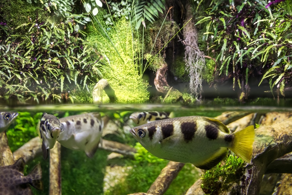 AqueonProducts's tweet photo. The best aim in town! 🎯 The Archerfish is an intelligent fish that learns how to catch prey by shooting a stream of water at them. 🐟🏹 https://t.co/OikENPBkUj