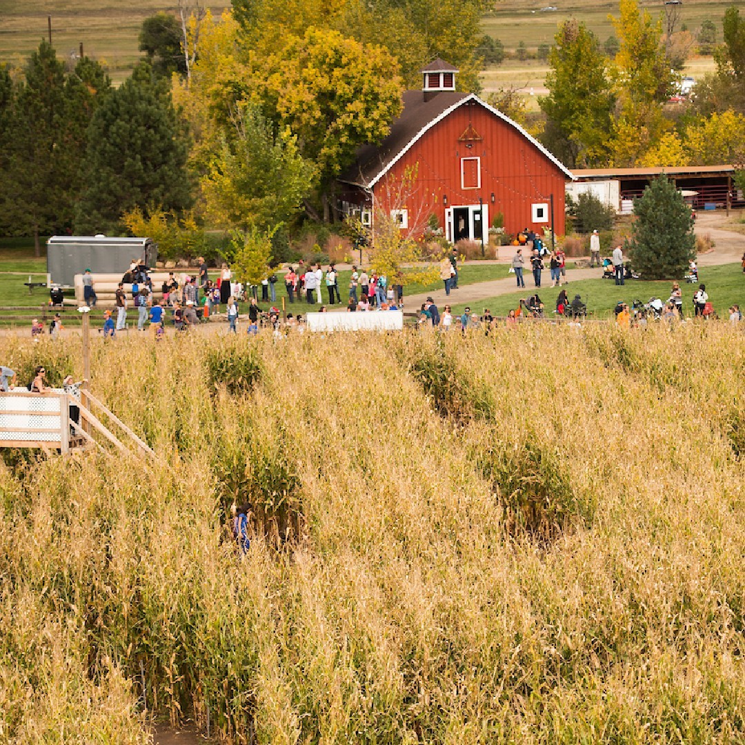 RiverBeatsCO's tweet photo. Time for some #JustFallThings!
Spend an afternoon navigating the 7-acre corn maze at @denverbotanic Chatfield Farms with some friends! Once you've made it out, grab some all favorites like funnel cakes, corndogs, kettle corn, and roasted nuts ๐ฟ https://t.co/Eh9Z97x3ZS