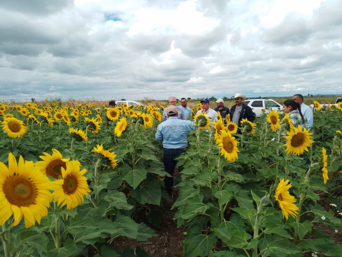 Siguen las capacitaciones de los técnicos del proyecto #AguasFirmes, en esta ocasión el tema fue "Estrategias para el manejo eficiente de la fertilización.

Más información aquí::
➡ bit.ly/3foQ43k

<a href="/GrupoModelo_MX/">Grupo Modelo MX</a> 
@GIZMexico 
<a href="/CIMMYT/">CIMMYT</a>