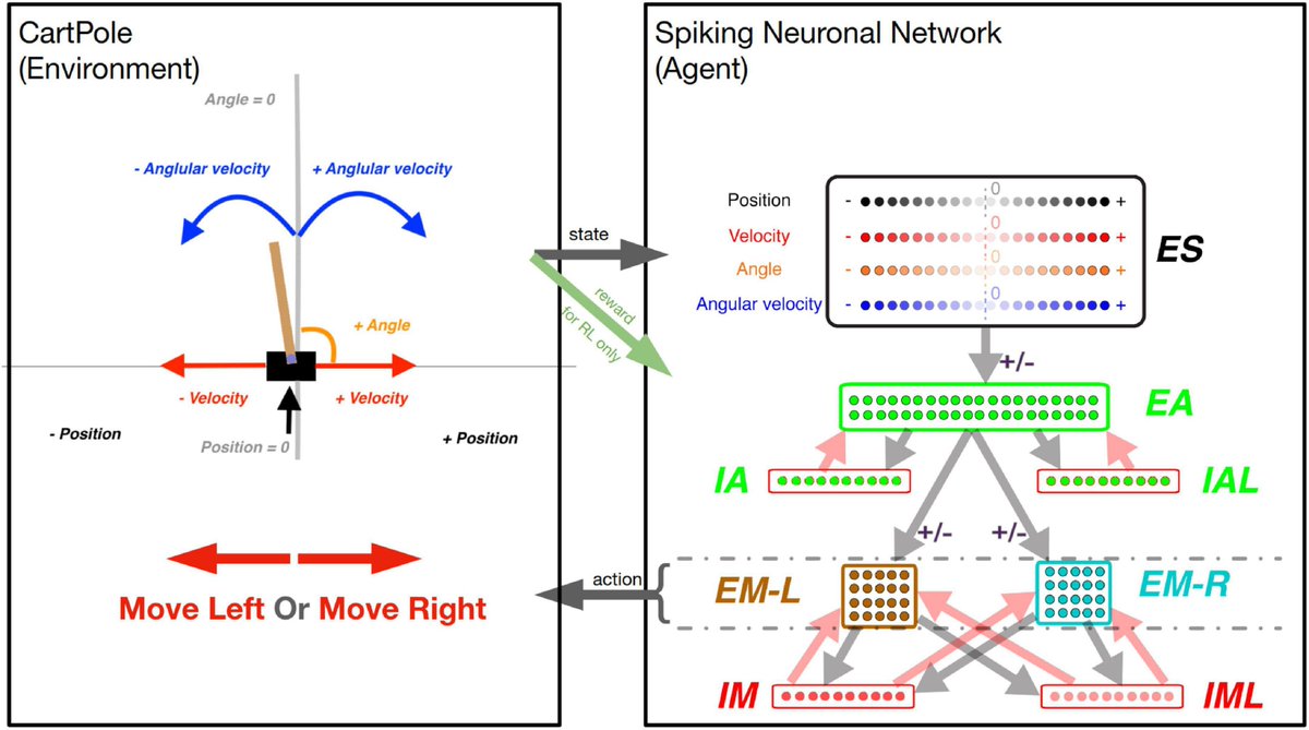 Our paper on training Spiking Neuronal Networks for RL just got published in Frontiers in Comp Neuro! My first first-author!
We used a small 200-neuron network with biologically plausible mechanisms to solve the CartPole problem. 

URL: frontiersin.org/articles/10.33…