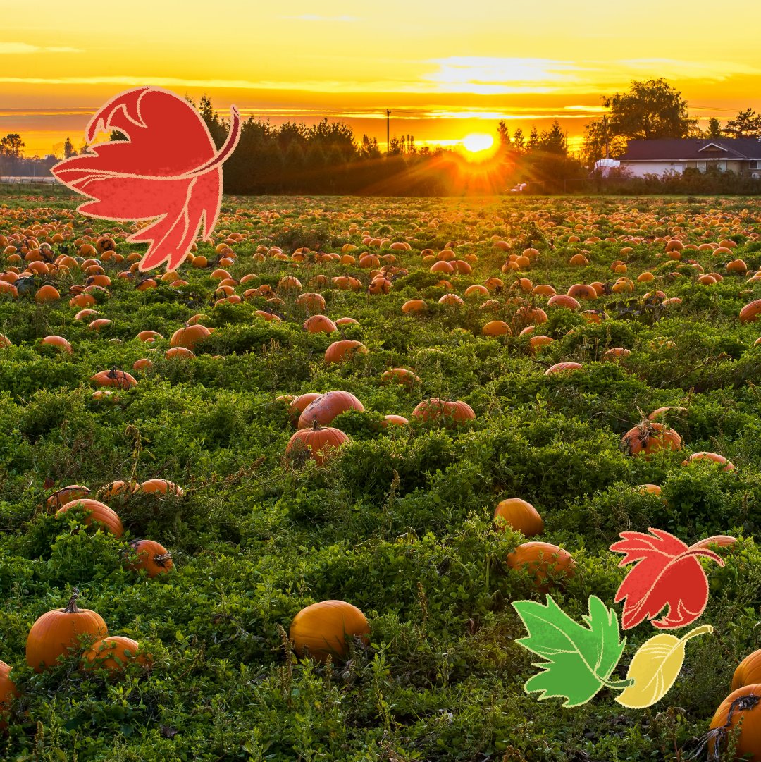 HeatHoldersUSA's tweet photo. We know you love all things autumn -- the fall weather, the pumpkin spice, and the beautiful fall colors! We've been working hard all summer to make sure you love the fall because you're warm and snuggly, too! Take a look! https://t.co/CtF414rD2S
#fallwarmth
#makinglifewarmer https://t.co/tT5Lp9Cj8q