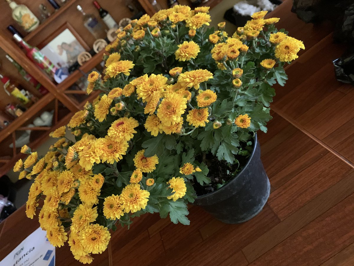 AleeG98's tweet photo. Adivinen q quien si le regalaron flores amarillas 🥰
Gracias abuelita ♥️ #MamaBerta https://t.co/niemSwTSSf