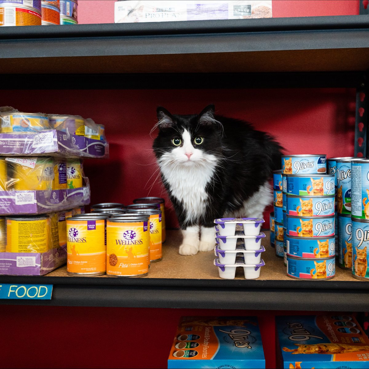 Help us stock the shelves with cat food at the Chuck &amp; Don’s Pet Wellness Center! Stop by your neighborhood store Oct 1-15 to donate. 

Learn More here: bit.ly/3L0dOWr