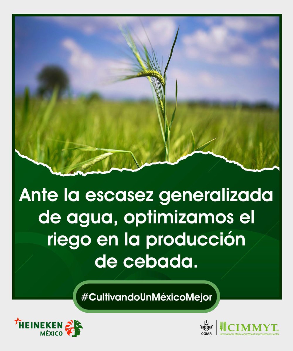 🌾 México enfrenta un estrés hídrico, situación que #CIMMYT y HEINEKEN México buscan resolver con la agricultura de conservación en el proyecto Cultivando un México Mejor.

Más información en:
➡️ bit.ly/3JyQm25

#CultivandoUnMéxicoMejor
@gobiernogto 
<a href="/CIMMYT/">CIMMYT</a>