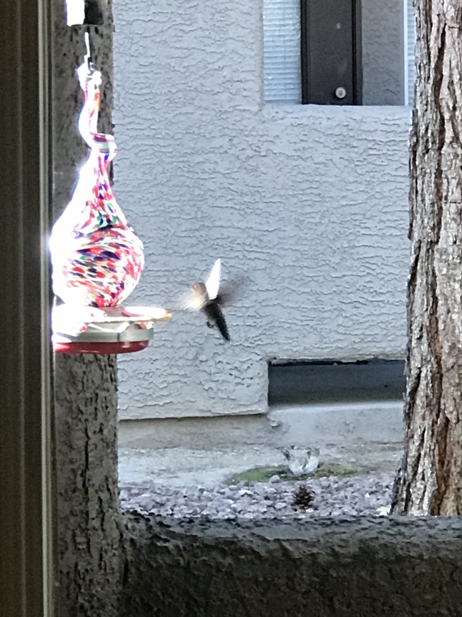 rddewing1's tweet photo. Female/immature male Anna’s  first time visit observed to our feeder, hesitated on landing for sips.  Cooler morning here, around 75deg F. https://t.co/vFMU8PHhEO