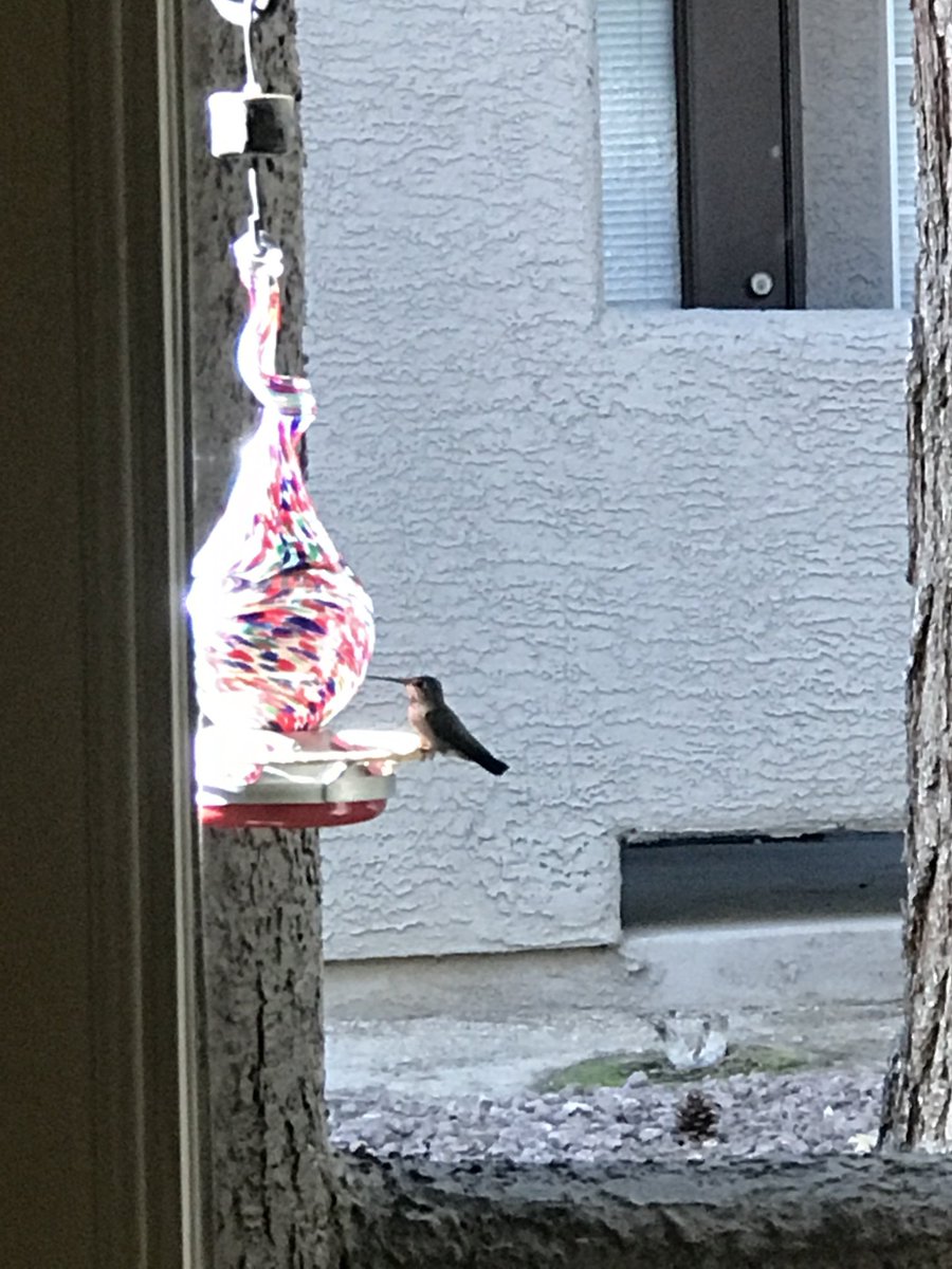 rddewing1's tweet photo. Female/immature male Anna’s  first time visit observed to our feeder, hesitated on landing for sips.  Cooler morning here, around 75deg F. https://t.co/vFMU8PHhEO