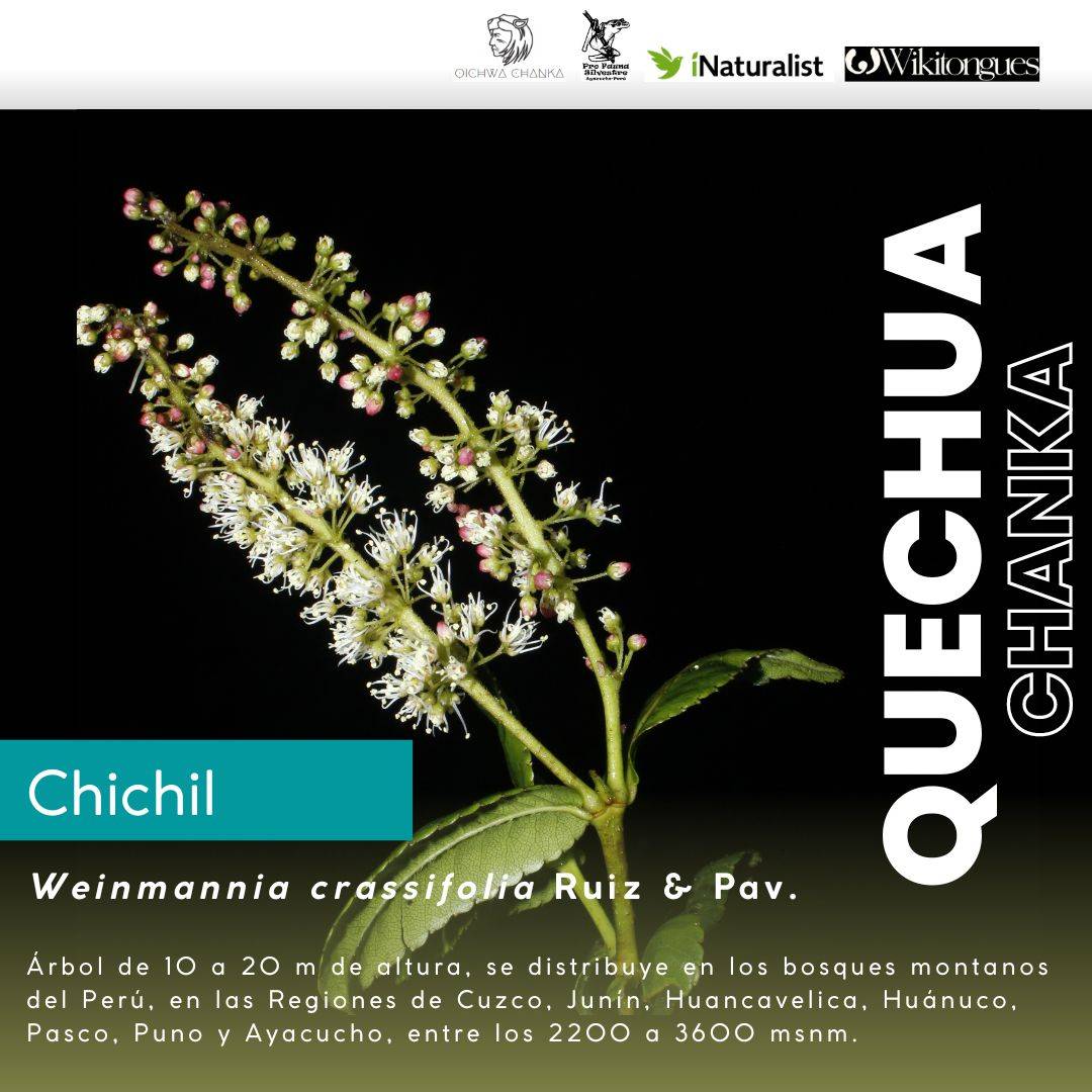 ActLenguas's tweet photo. 🫶Floro, José, Marleny, Lesly, Renee y Paula les agradecemos por interesarse en nuestro #proyecto #ecolingüístico @LivingATLASVivo #Quechua #Mayunmarka 🙏Sullpay @GlobalVoices y @ActLenguas, quechua llaqta wiñarichkan kay internetpi.
<https://t.co/Nm5i52NRaK> #YURAKUNA #UYWAKUNA https://t.co/tBmzUhhQx8