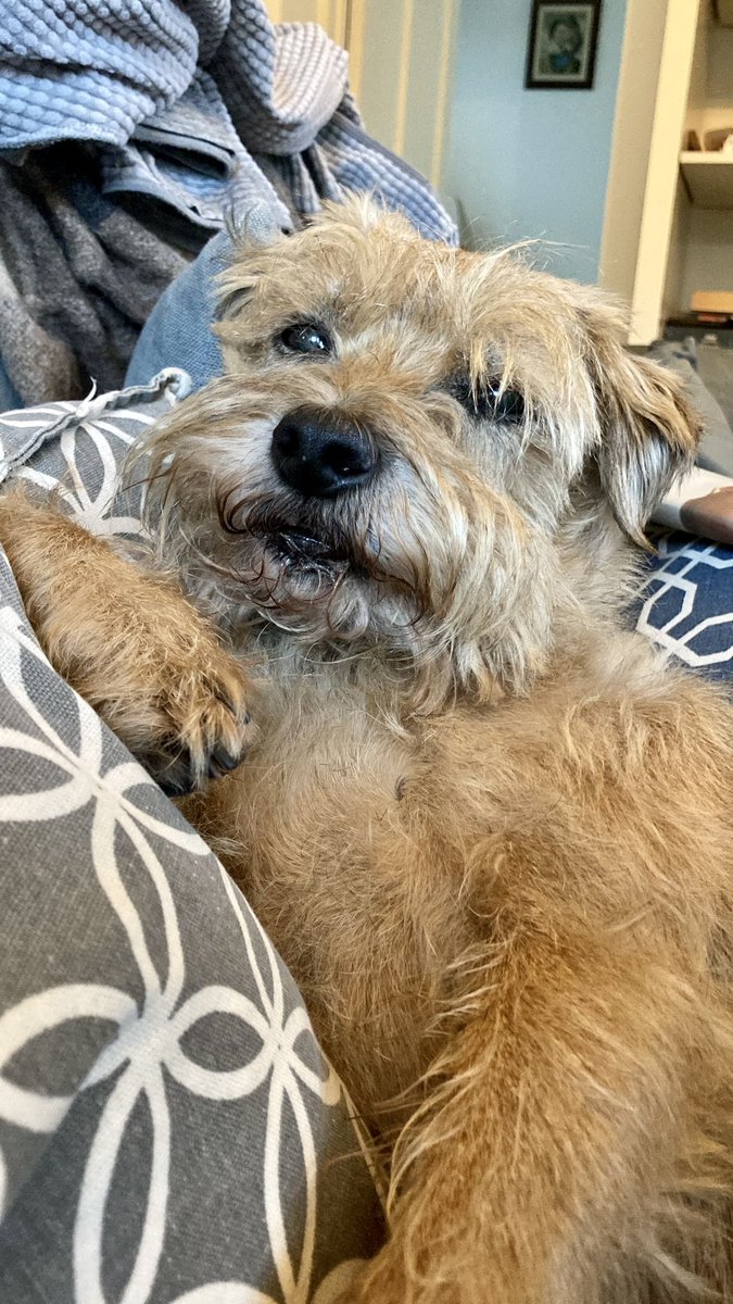 mrwhisk_bt's tweet image. Some say I’m a handsome devil 👿 #sofaday #BTPosse