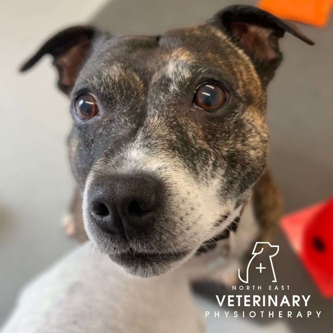 Luciestott's tweet photo. It’s almost the start of a new week and I’m looking forward to seeing this little lady tomorrow …. I mean look at that face 😍

💙DAISY💚 

#northeastvetphysio #vetphysio #veterinaryphysiotherapy #animalphysiotherapy #caninephysiotherapist #felinephysiotherapy #petrehabilitation https://t.co/wrpGQpJA7m