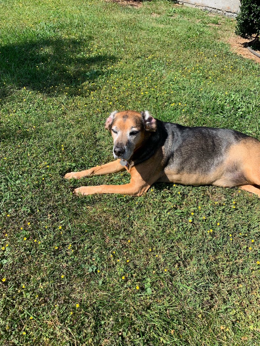 BrianThomasFish's tweet image. My dog loves 🌞