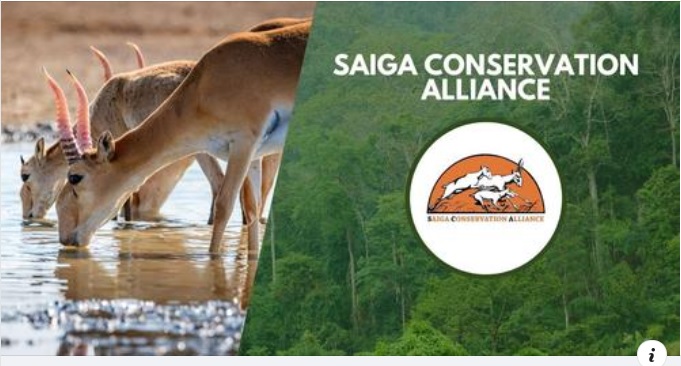 Watch the SCA presentation at the WCN Wildlife Conservation Expo. This is a brief overview of the saiga situation in the Range States and the activities of the SCA, with thanks to the donors who make this work possible.
youtube.com/watch?v=KACN_W…
#WCNExpo