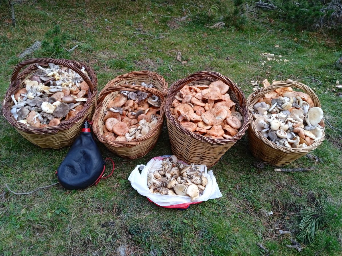xavi_encamp's tweet photo. Rovellons, llanegues i fredolics.
Com gaudeixo amb la tardor..
Top! Top! Top!
#Andorra #bolets #tardor #botadevi https://t.co/ozzksKygRU