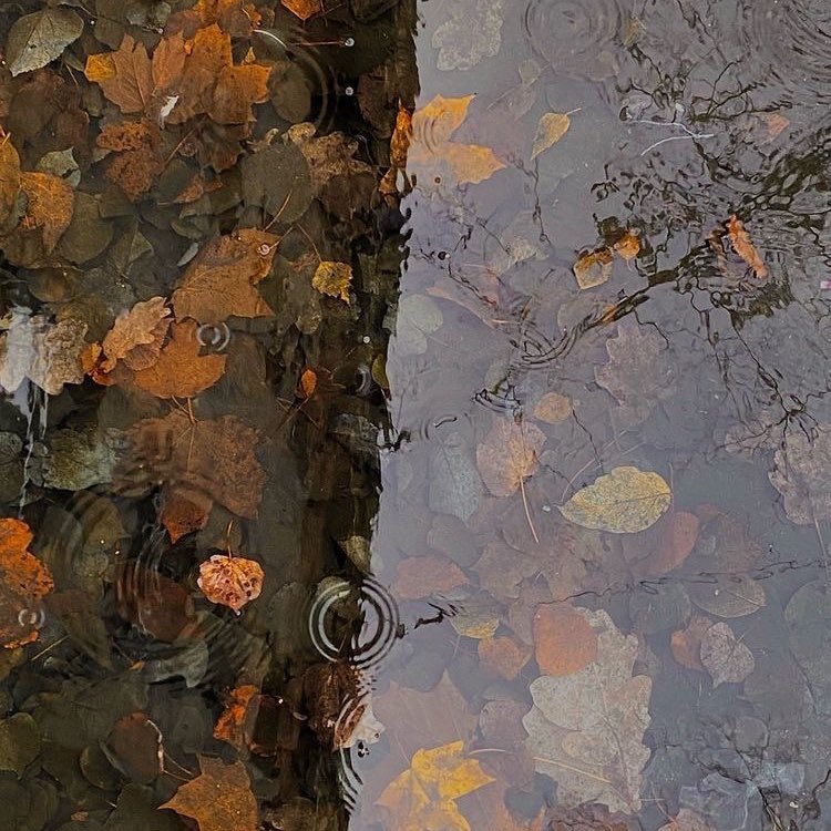 CARTIERANG3L's tweet image. autumn mornings